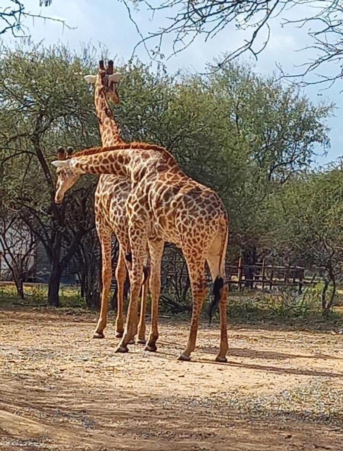 Apartamento Kudus Crest Bush Retreat Marloth Park Exterior foto