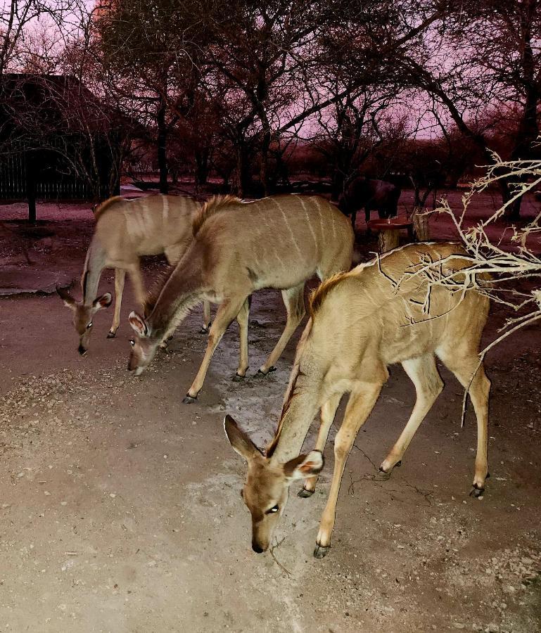 Apartamento Kudus Crest Bush Retreat Marloth Park Exterior foto